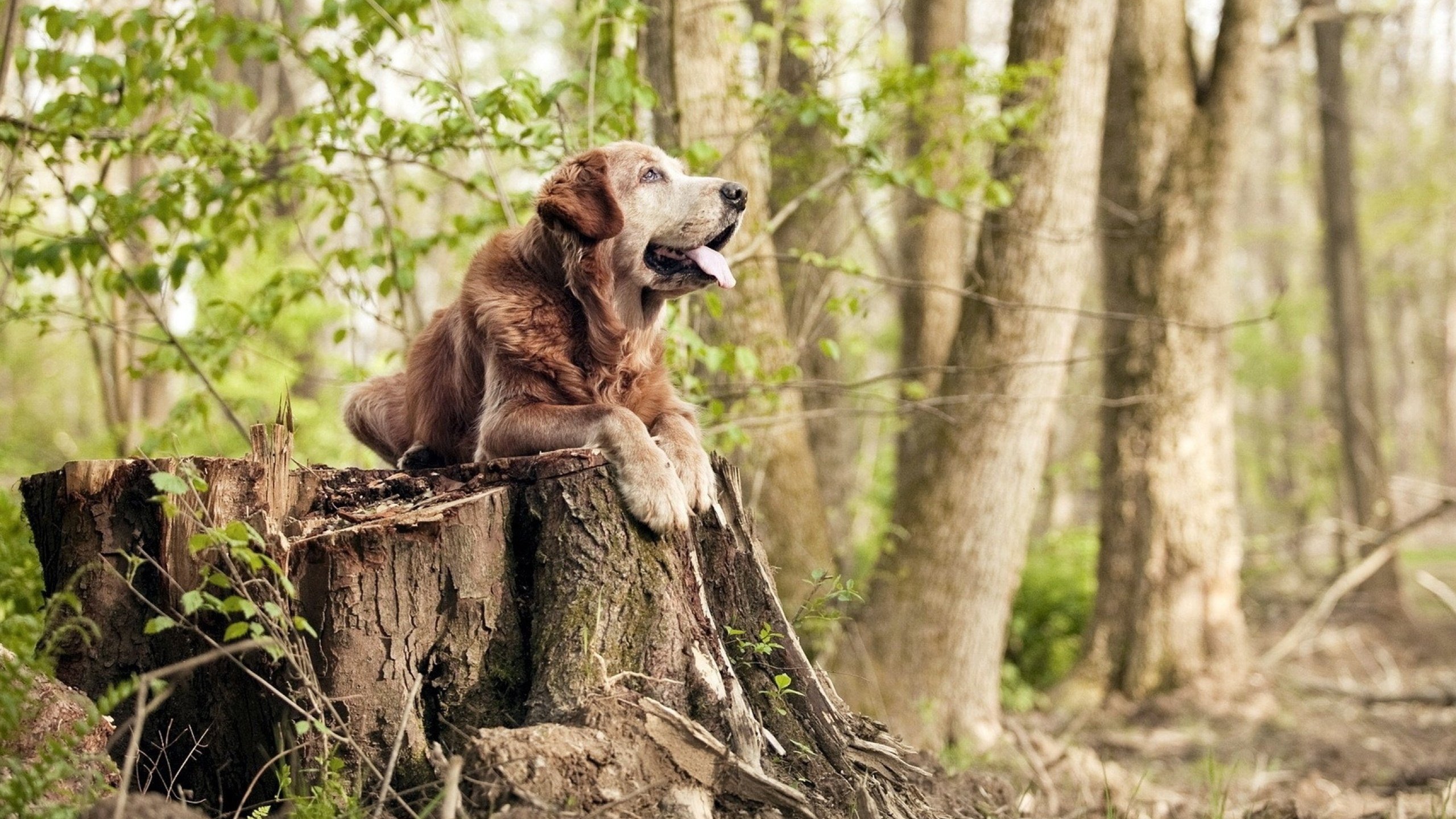 “球迷专属：你支持的球队最精彩瞬间投票”，球迷群体