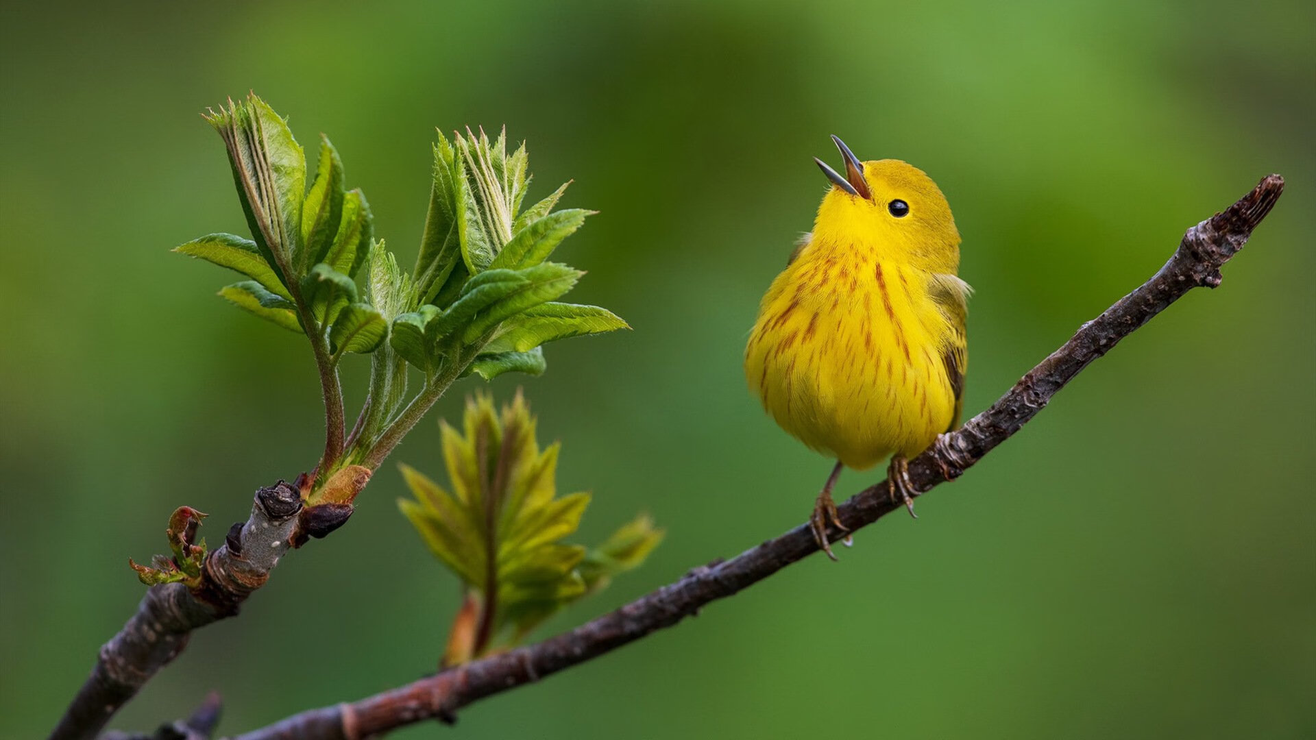 “球迷狂欢：最燃现场应援瞬间合集”，球迷音乐