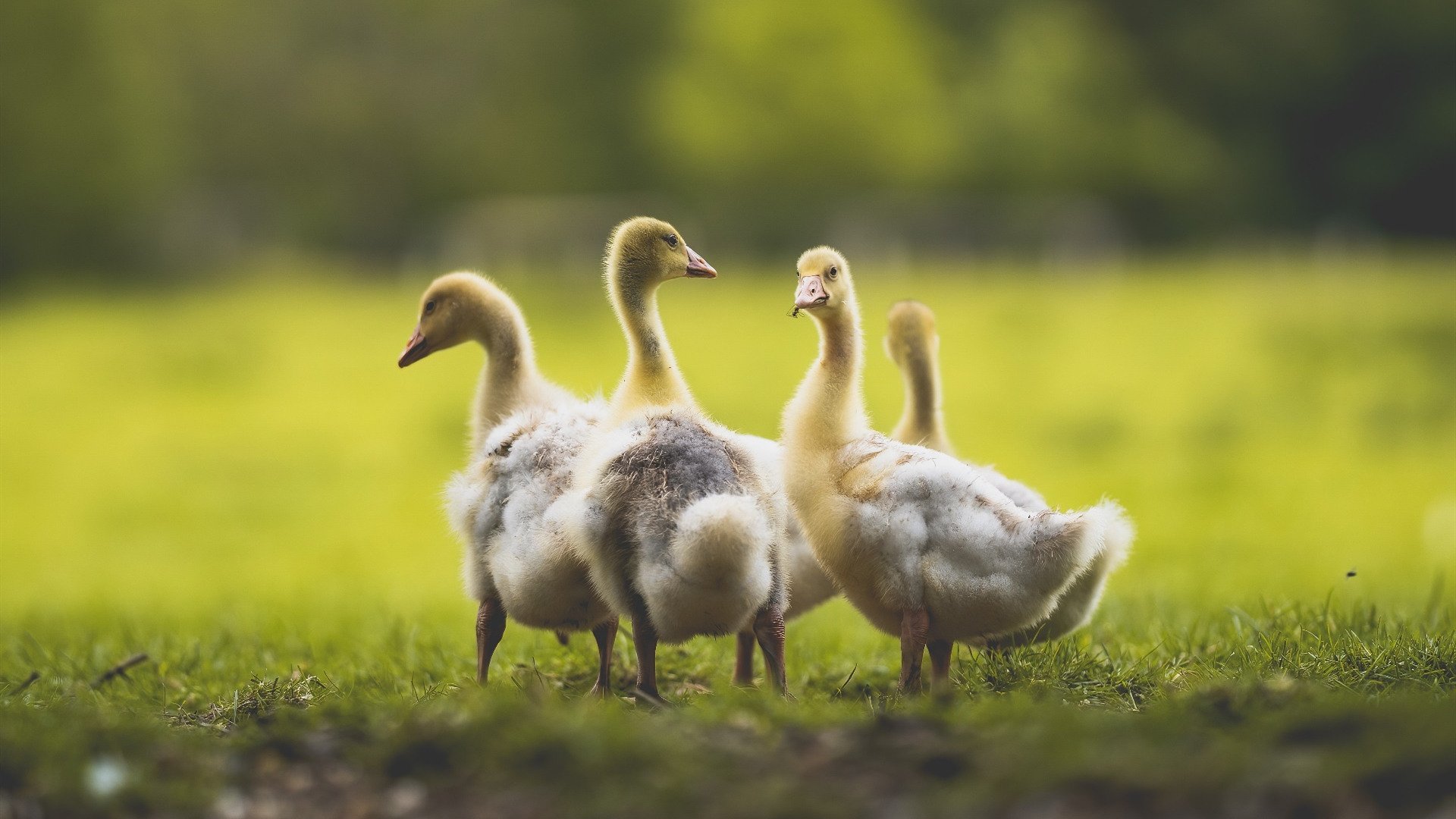 九游娱乐官网 (JIUYOU)-拜仁慕尼黑主场大胜，锁定晋级希望，拜仁慕尼黑比赛视频