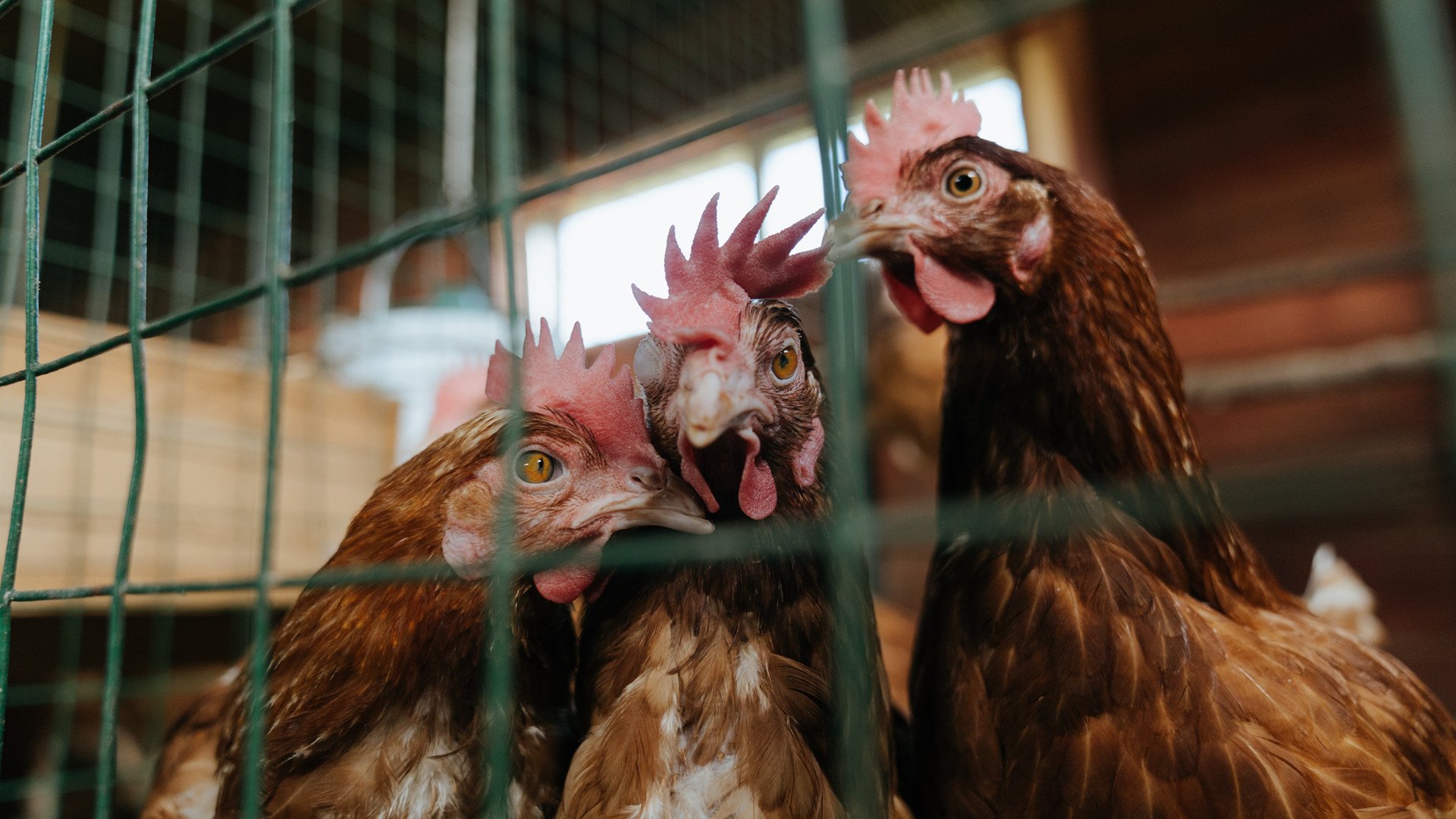 欧冠“超级对决”：足球史上最激烈的宿命对决，欧洲冠军超级联赛和欧冠的区别