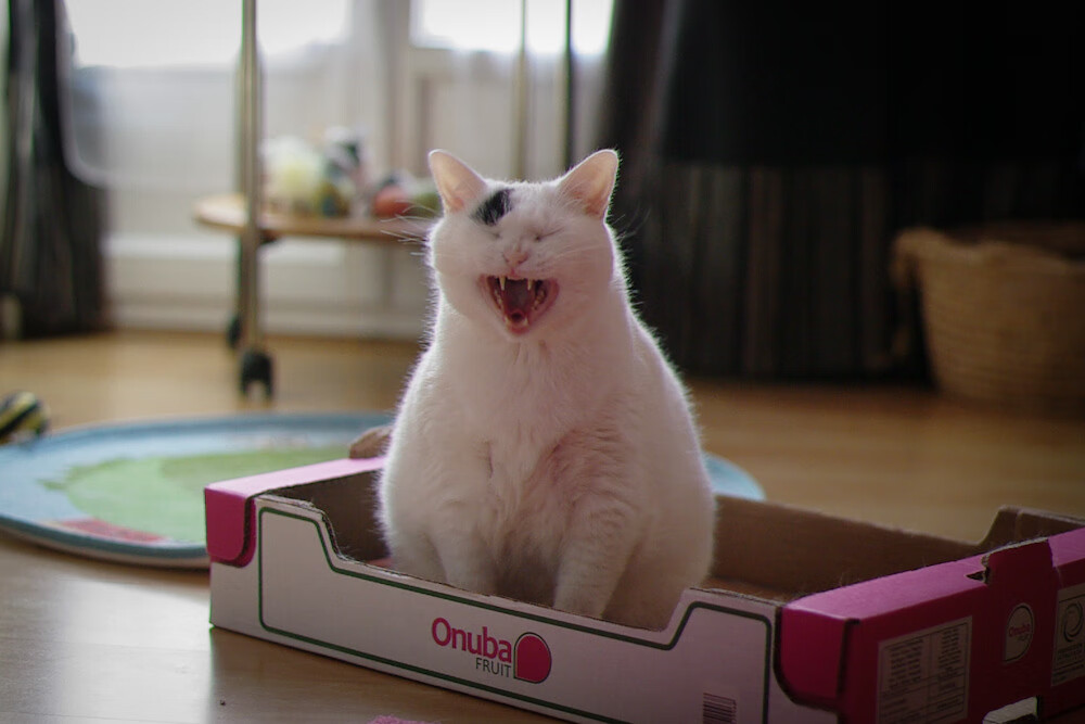 欧冠中最“冷门”的球队，难以预料的黑马奇迹，欧冠最大冷门