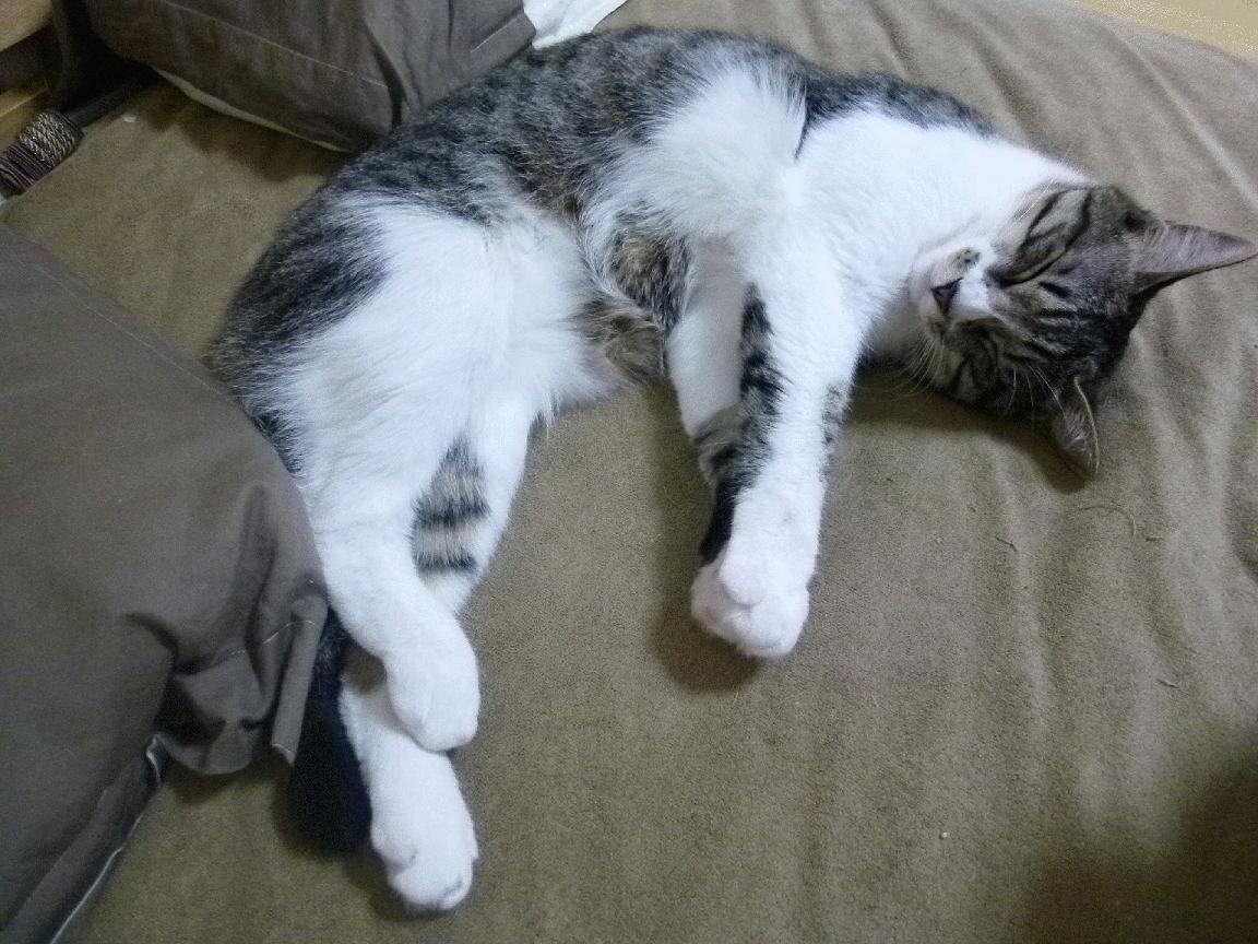 法甲精彩瞬间，专家分析战术布置对于比赛结果的决定作用，球赛战术分析