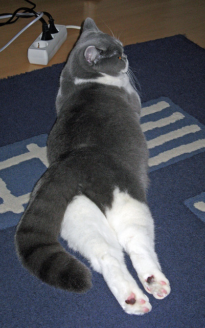 瑞士后卫雪地鱼跃救球,GIF疯传全网