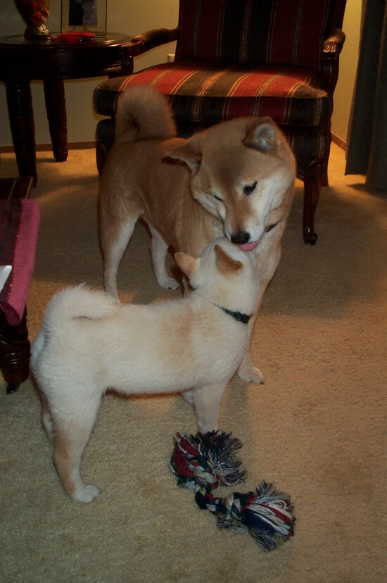 胜负手册：赛季排行榜、战绩分析与未来展望，胜负令每周上限