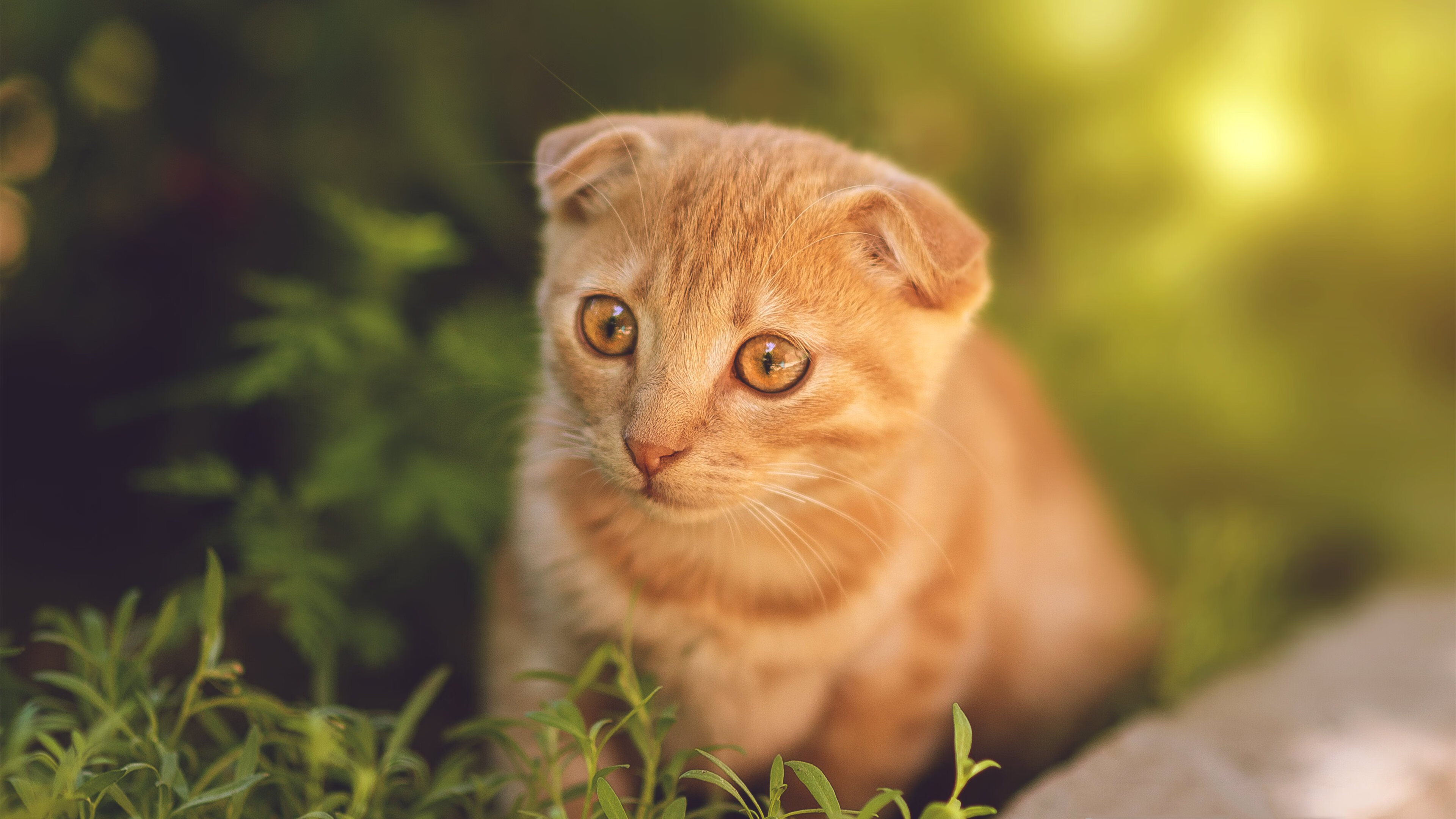 青训摇篮:某豪门球员成长路径全纪录,青训球员标准