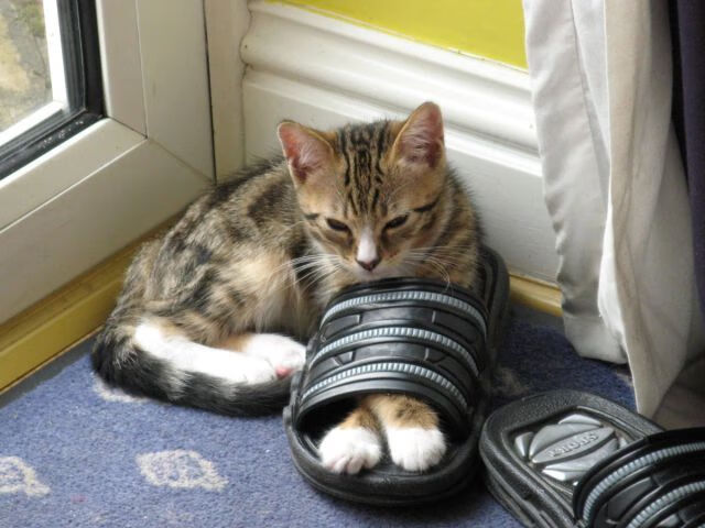 九游下载官网-FaZe支持LOL全球性粉丝互动项目，faze战队全称