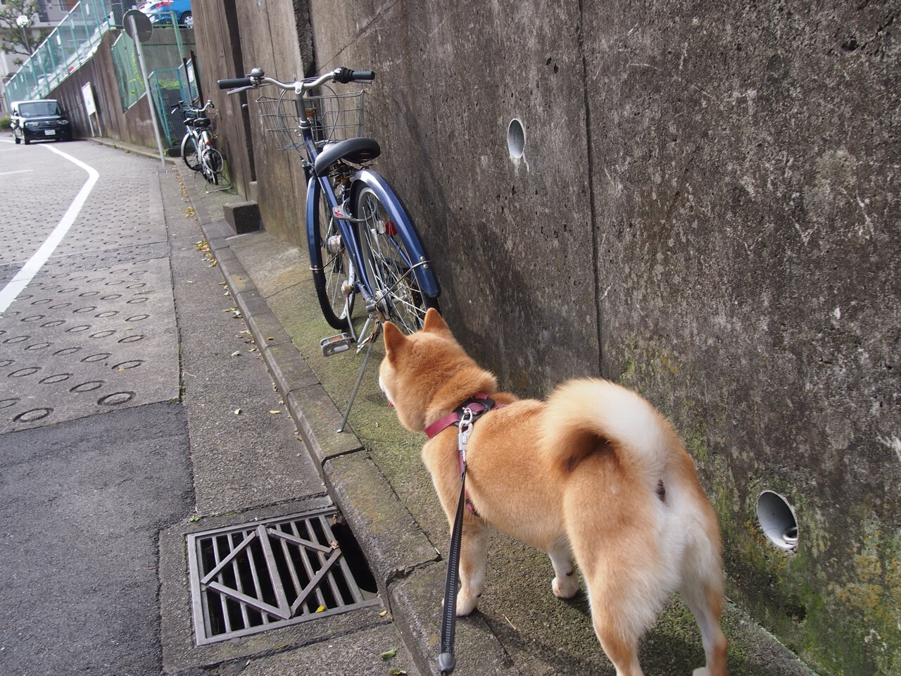 九游官网pc-FaZe助力推广LOL电竞文化，英雄联盟电竞发布会在哪个城市