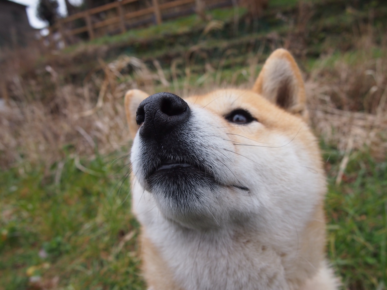 JiuyouAPP下载-哈德斯菲尔德快攻成型，约克郡之光盼反弹，哈德斯菲尔德 vs 普雷斯顿