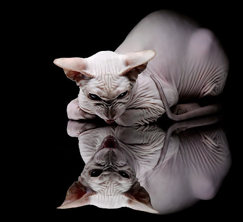 广州富力将挑战山东泰山,谁将在比赛中力压对手?,广州富力官宣