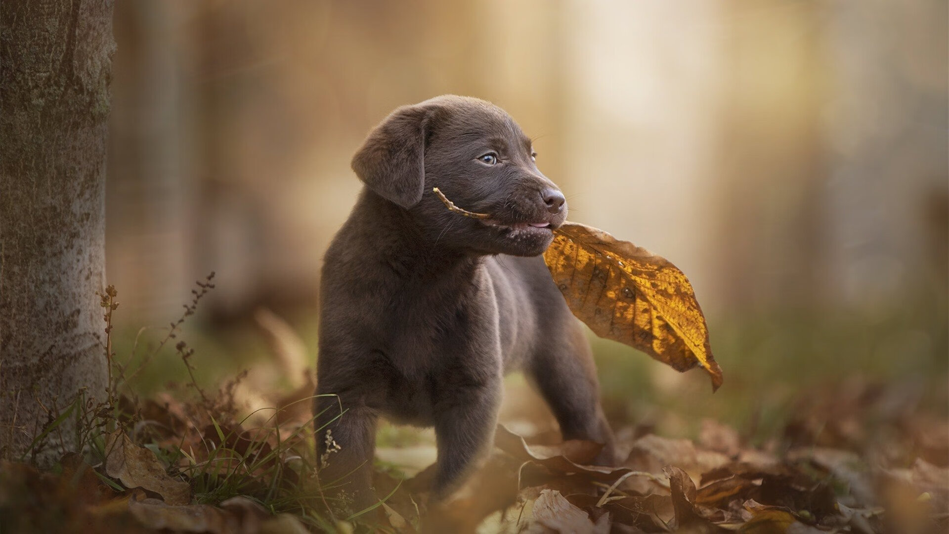 意大利男子4x100米自由泳接力队获得铜牌，意大利游泳接力