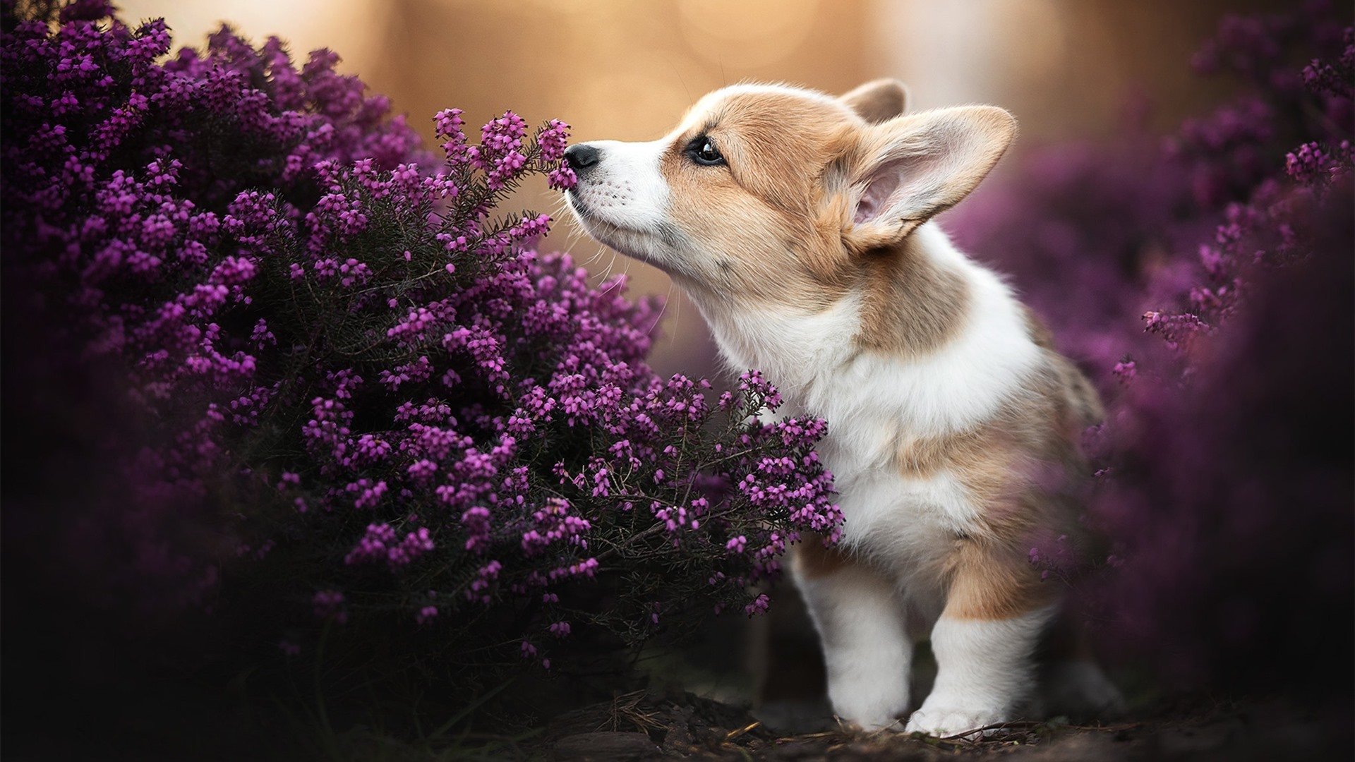 快船队签下自由球员波格丹洛维奇,波格丹诺维奇臂展