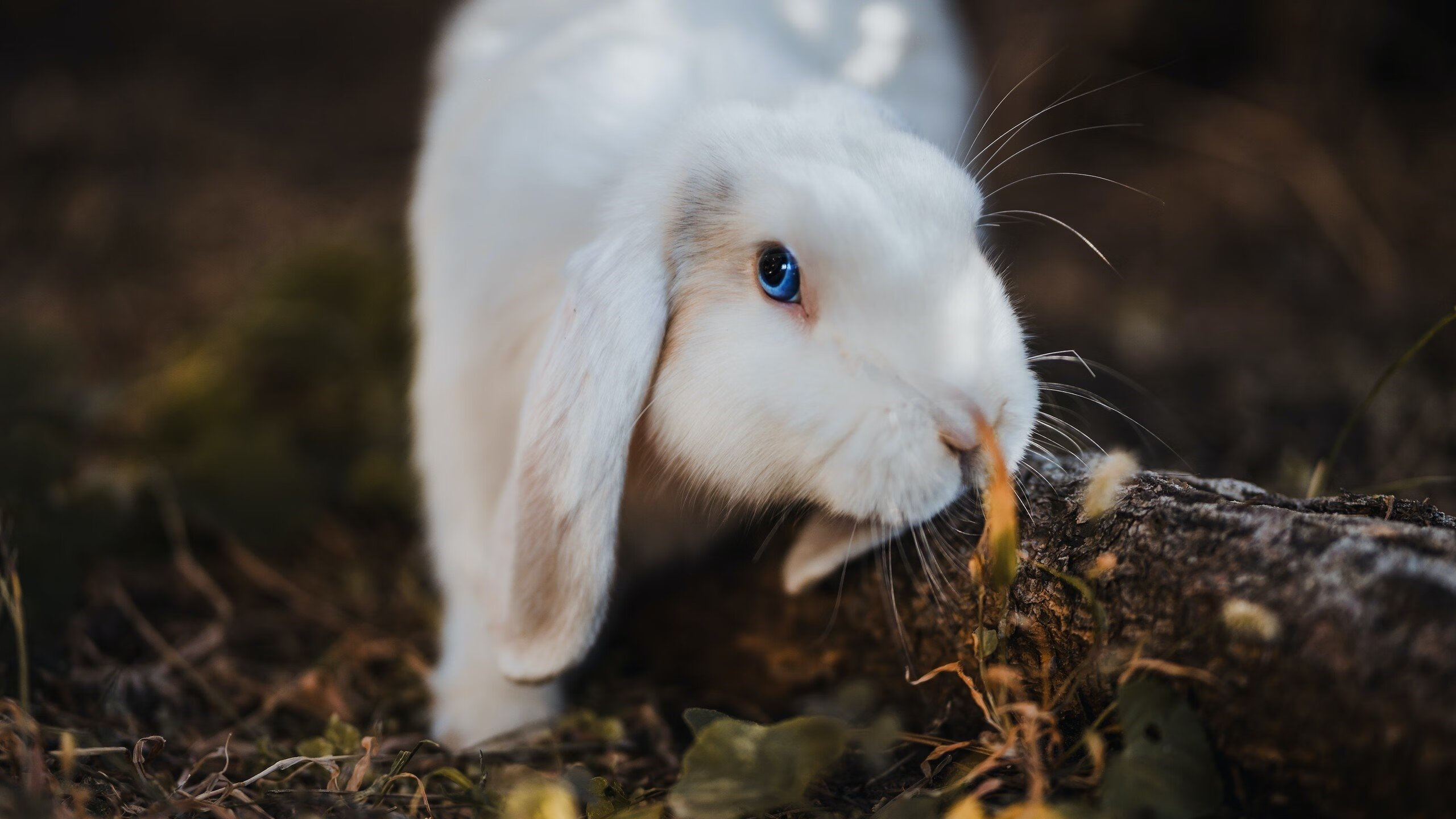 九游官网pc-皇马主场3-0战胜加的斯，提前夺得西甲冠军，皇马0-1加的斯遭赛季首败
