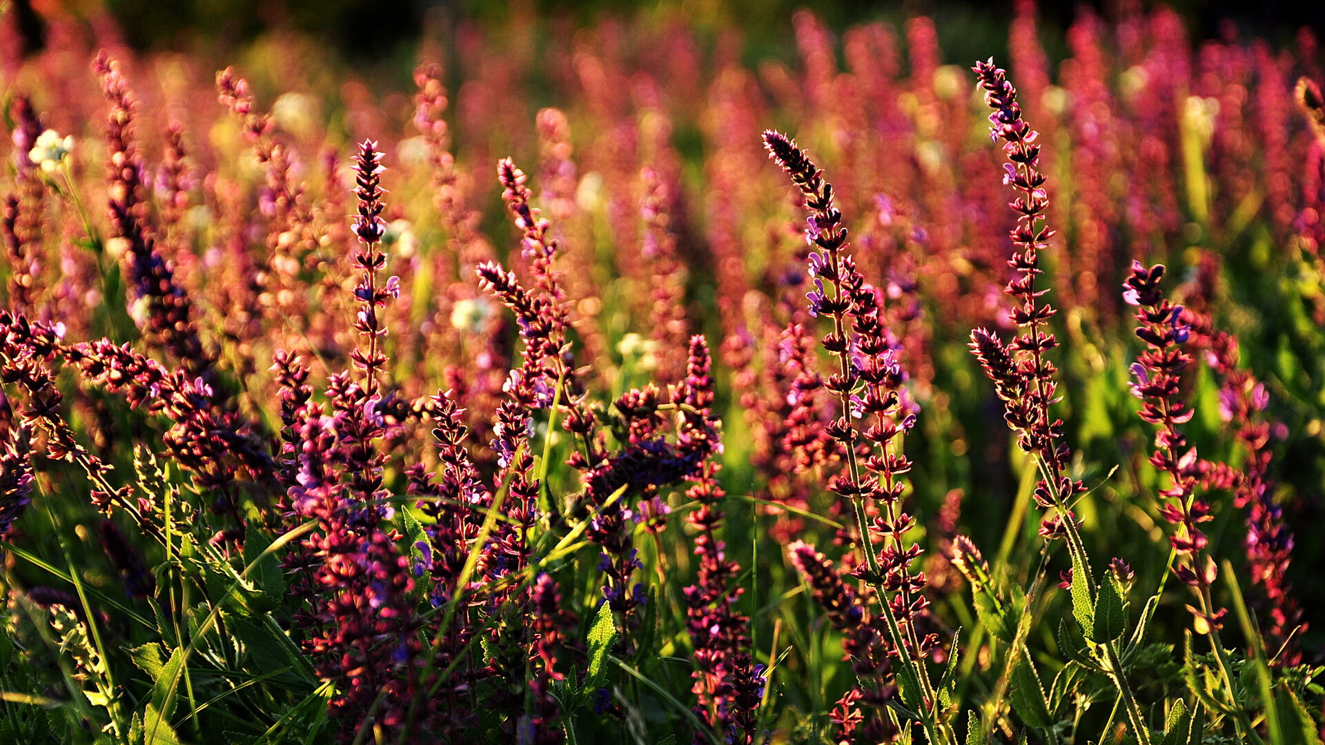 Jiu You-篮球运动员退役职业规划，篮球运动员退役职业规划书