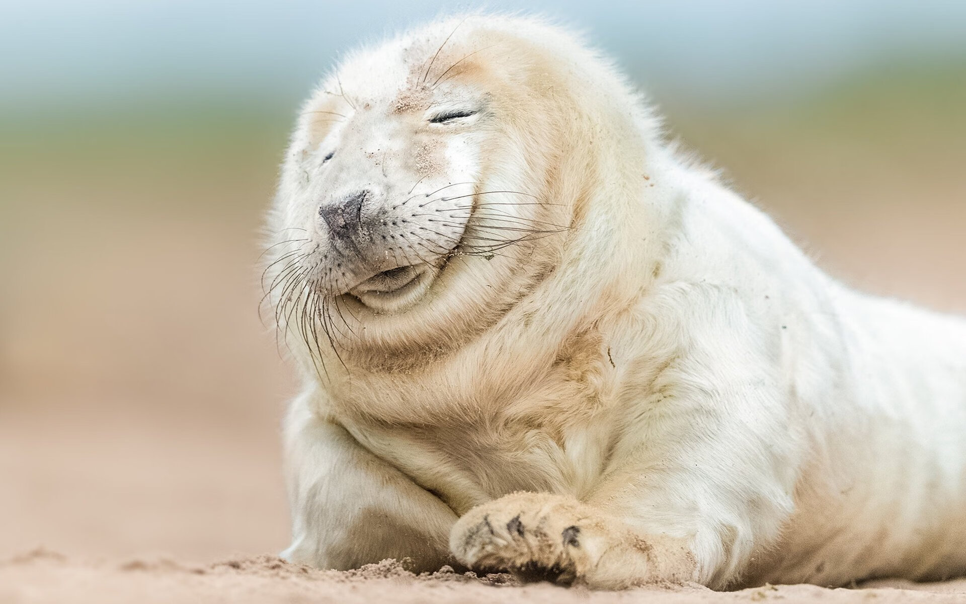 红军在转会市场上出售多名边缘球员,红军球迷是哪个队的