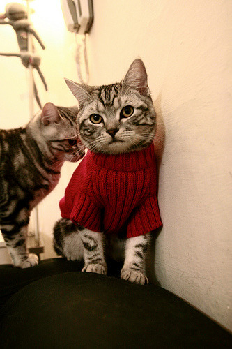 九游下载安装-青海宝蓝队员实力强劲，迎来挑战，青海湖高原蓝宝石大饭店