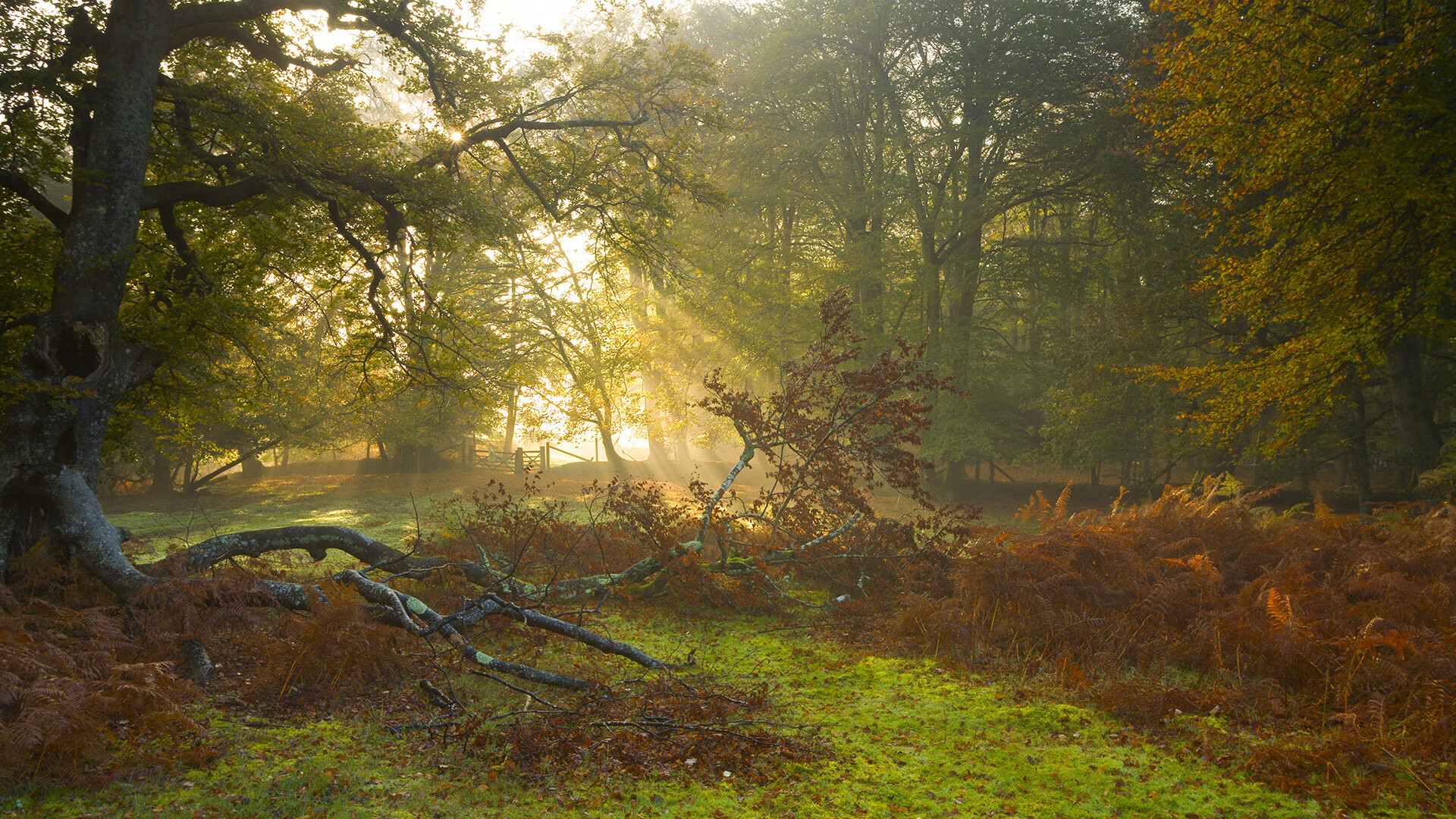 NBA球队后场组合分析,nba历史后场组合