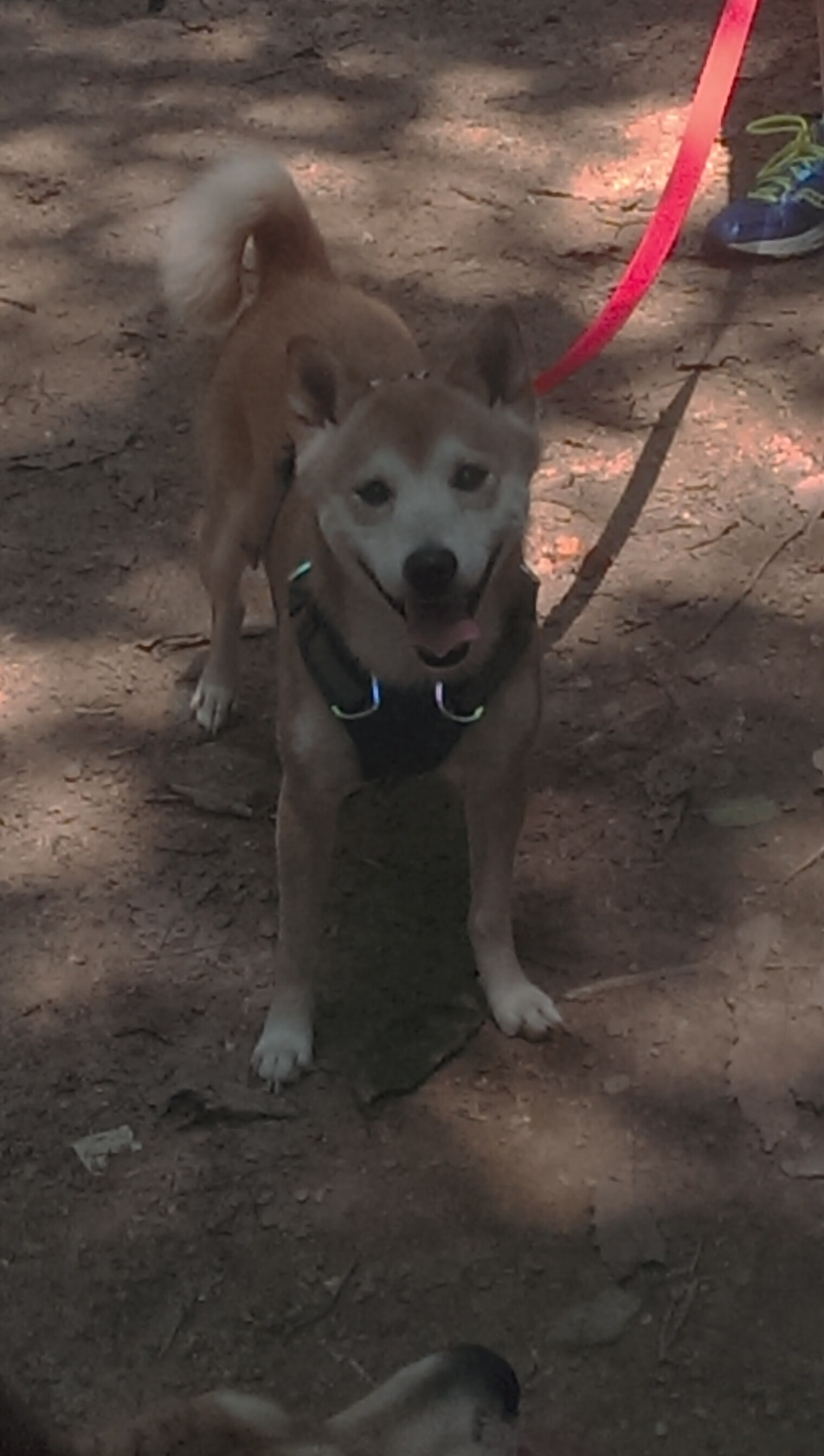 中超球队比赛间隔对战术熟练度影响分析，中超间歇期多久