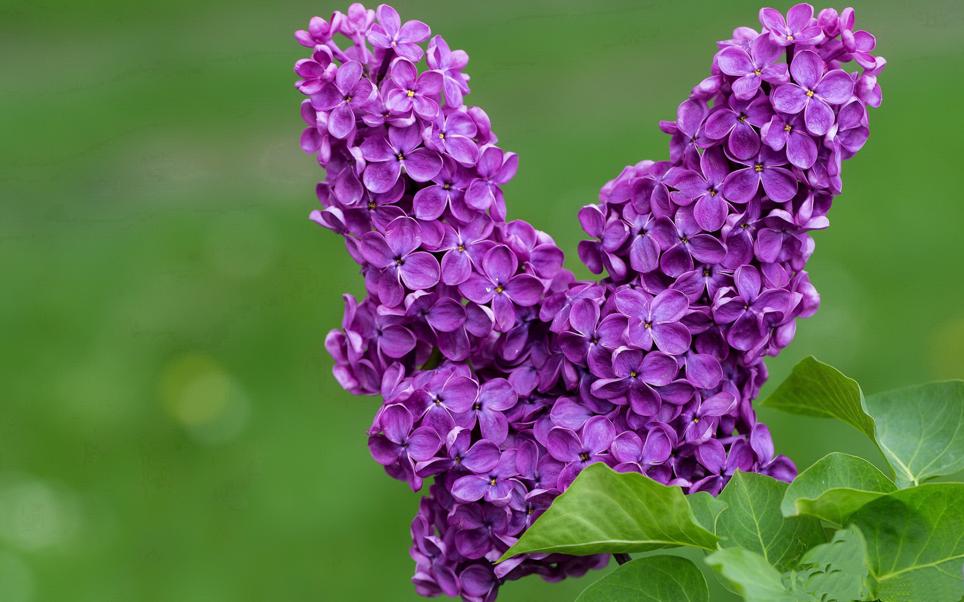 五大联赛本周焦点：变阵与战术讨论，五大联赛变四大