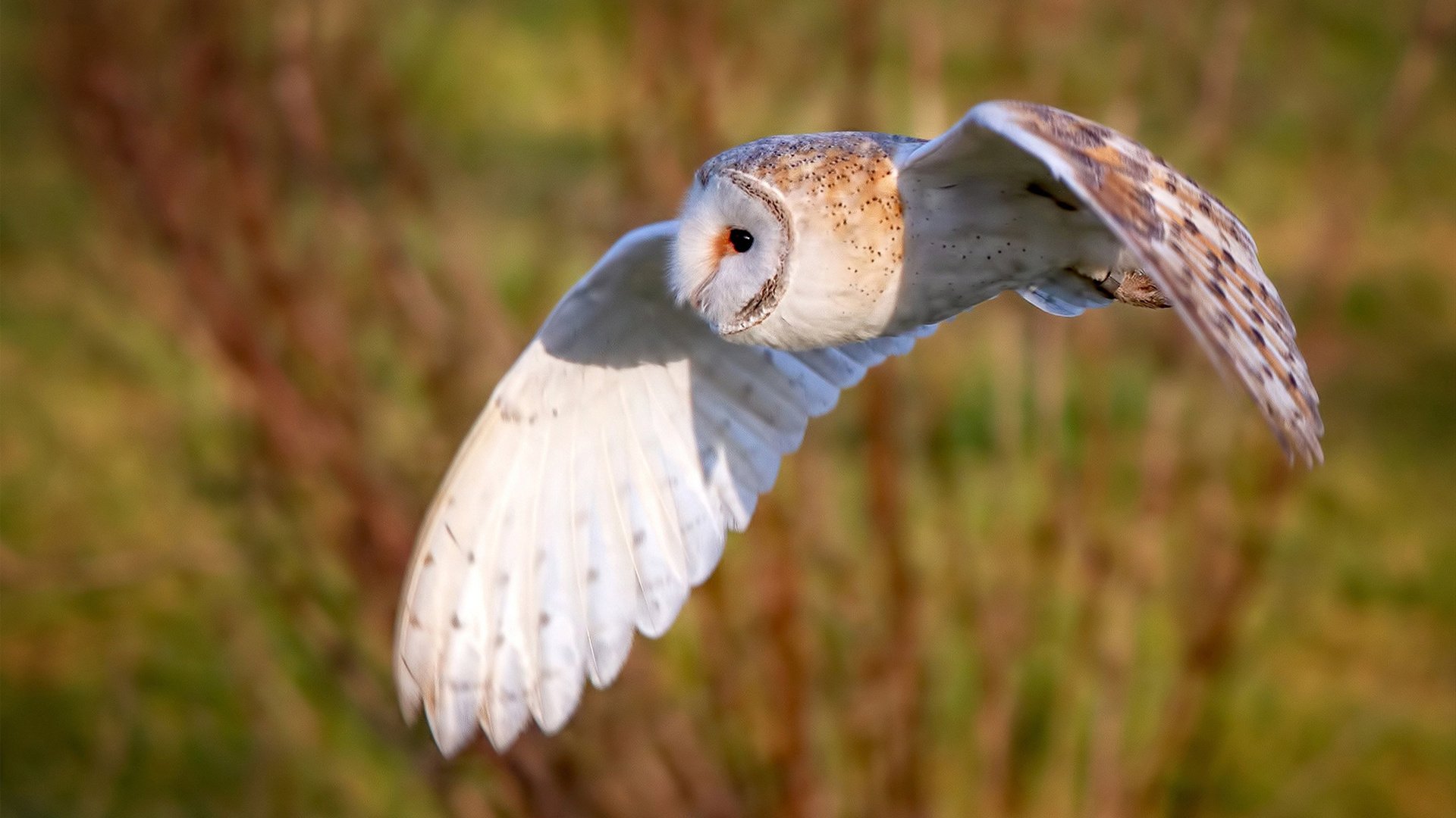 意甲豪门对决:尤文图斯力克国际米兰,意甲尤文图斯vs国际米兰集锦