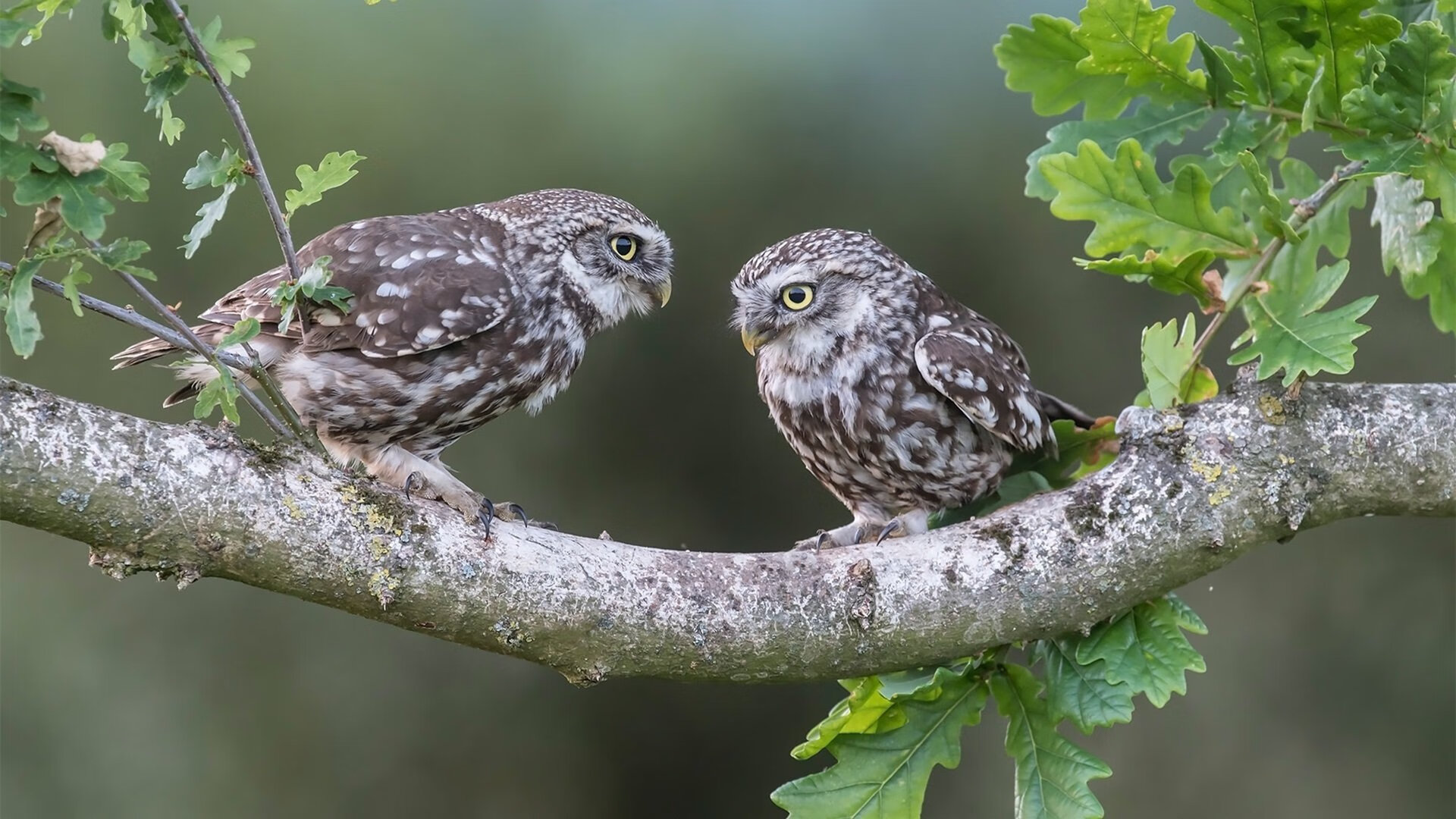 九游电脑版-欧冠淘汰赛：谁能闯入半决赛？比赛前瞻推荐，欧冠淘汰赛半区