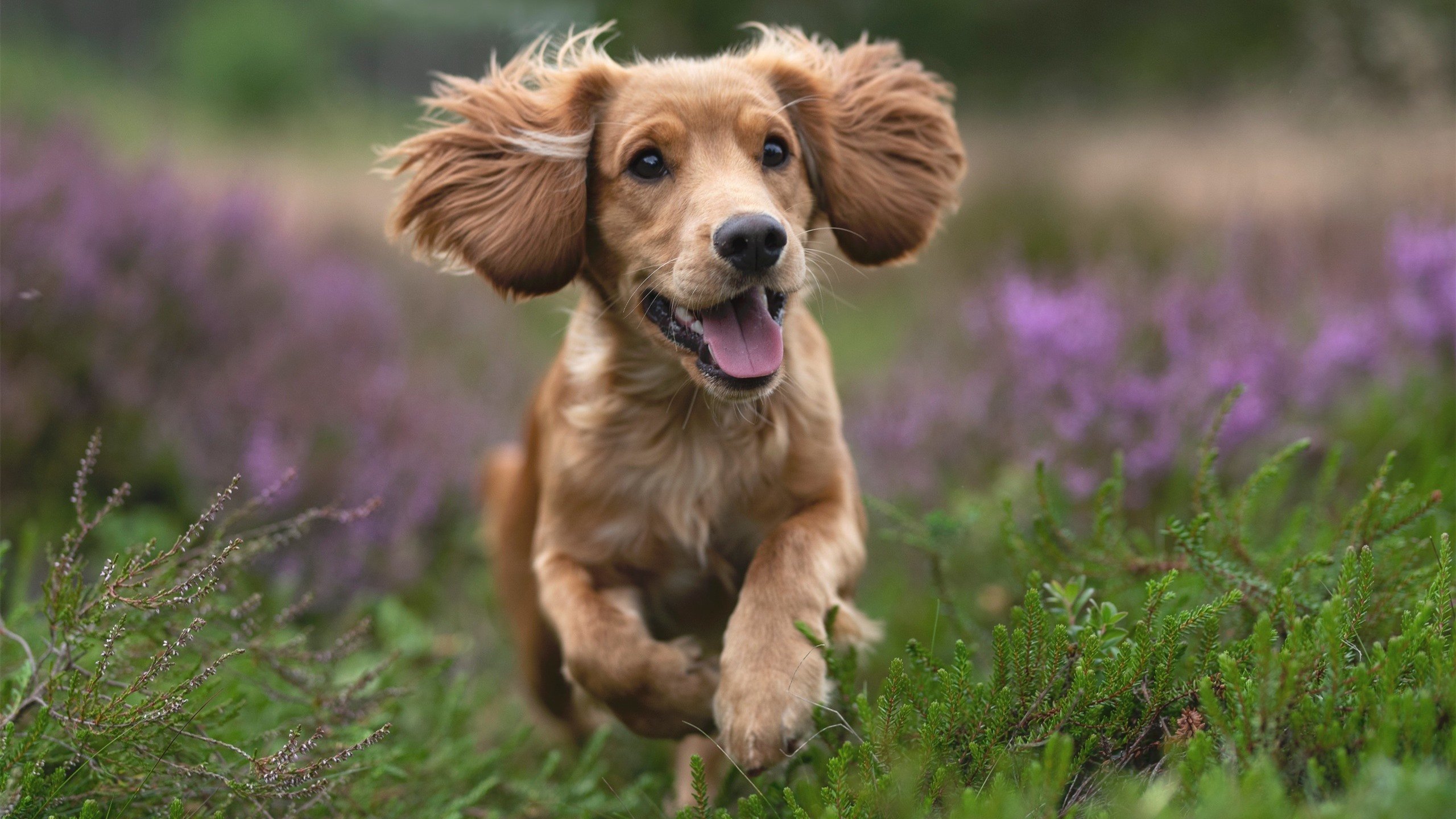 九游电脑版-“简阳文体中心：篮球赛场的紧张氛围与激烈碰撞”