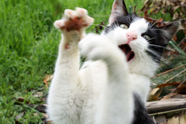 九游官网下载电脑版-五大联赛中下游球队是否更愿押宝单场胜利博得积分，五大联赛营收排名