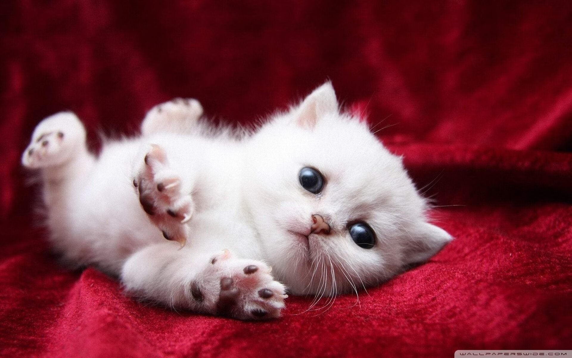 九游娱乐APP-印度赛制剖析：培养国际级乒乓选手的关键要素，印度乒乓球员