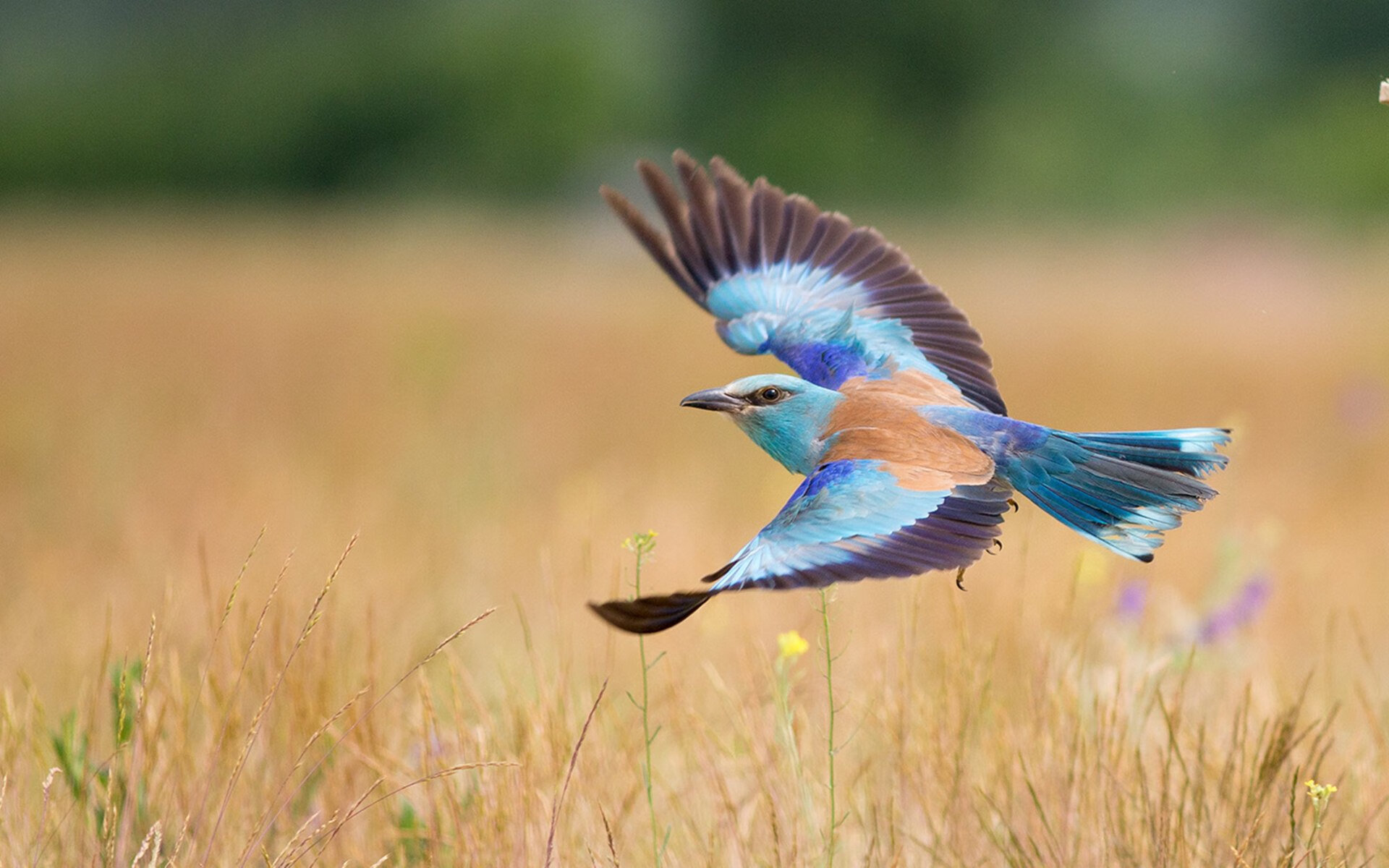 新加坡队赛制深度解析:如何在复杂赛制中保持团队凝聚力,新加坡队员