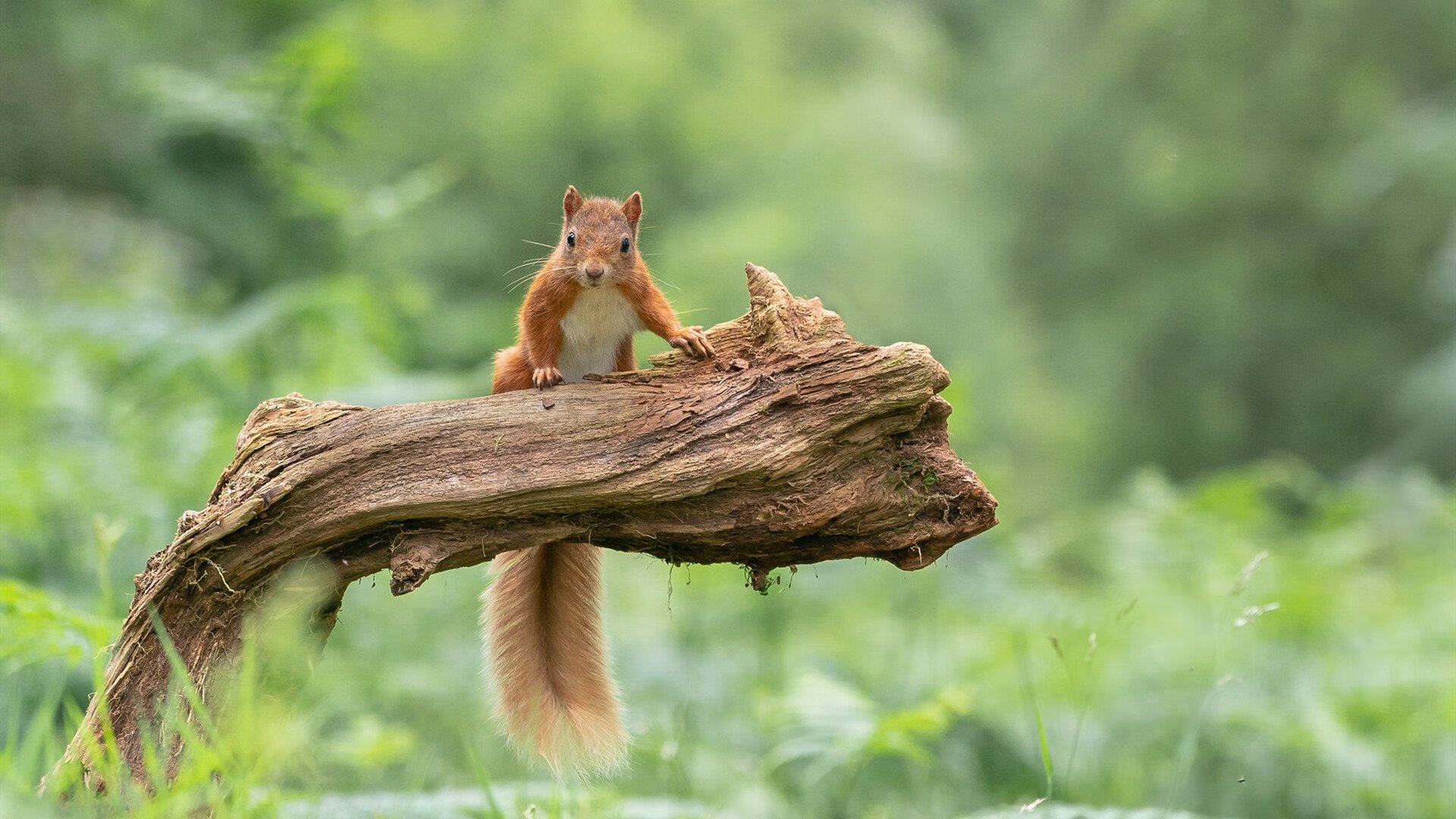 乌克兰女篮在欧洲比赛中不断突破，赢得更多关注
