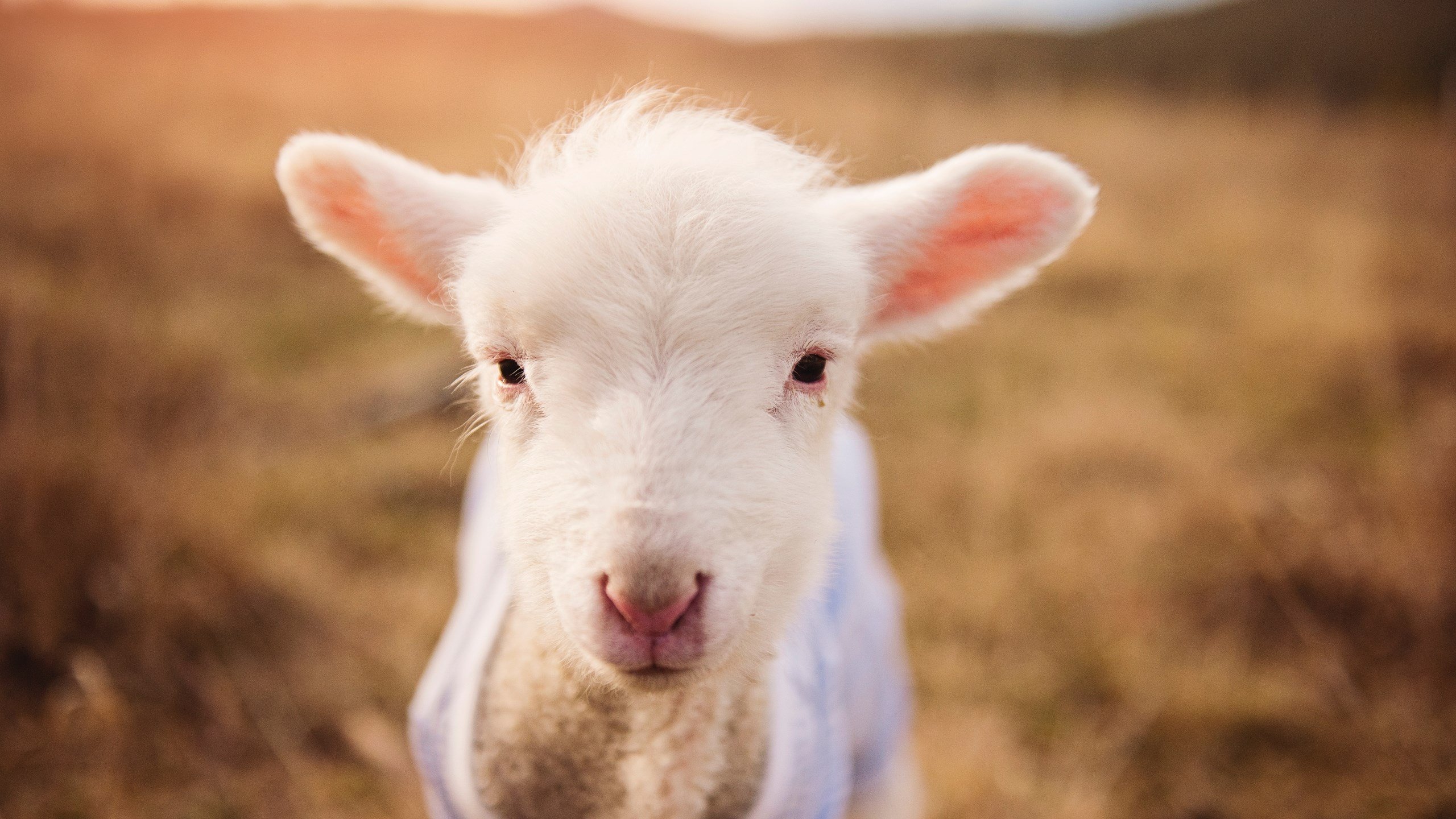 九游下载官网-李娜说家庭给予自己强大情感支持，李娜情感经历