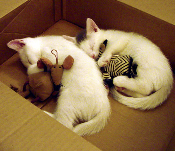 九游游戏中心-特斯·冯·迪克：关键时刻的控场者，确保南非队进攻流畅，冯斯特拉克 双子