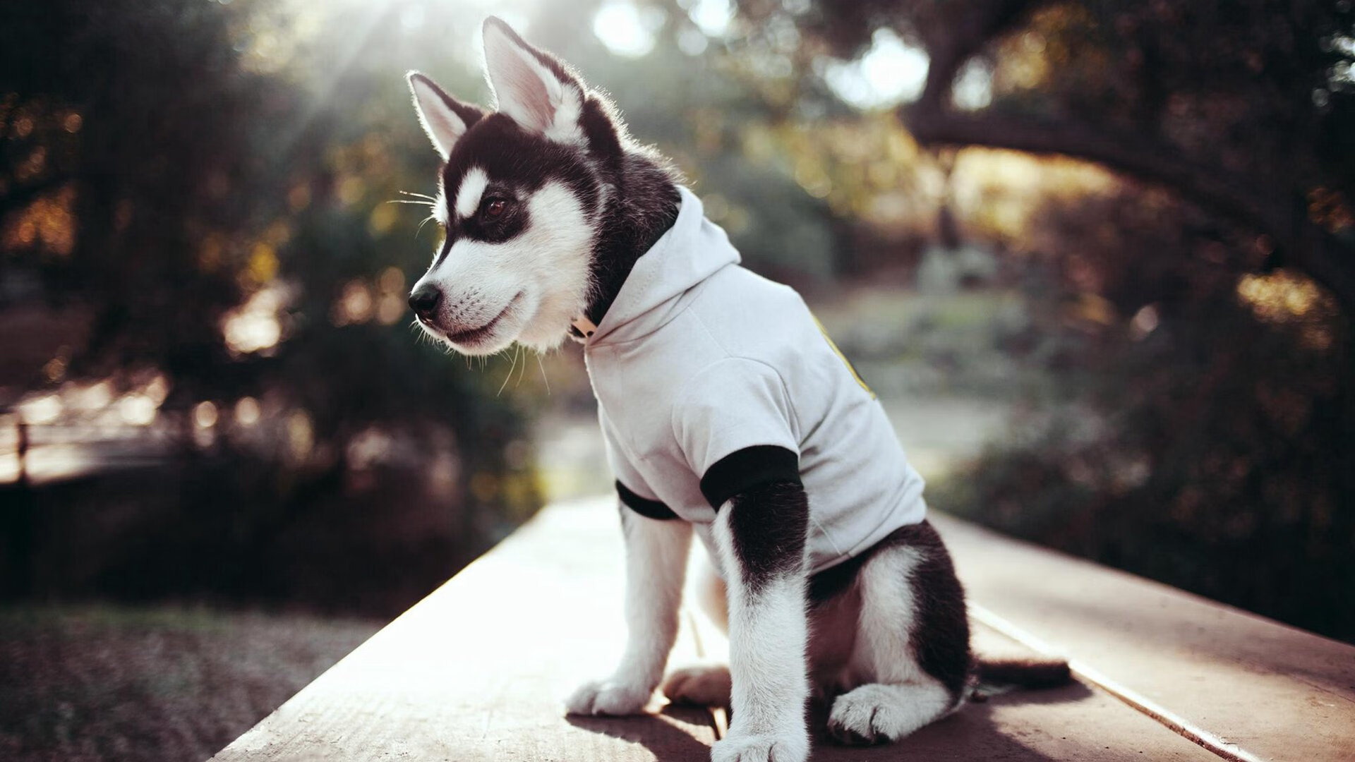 九游网游官网-球迷文化持续创新，打造多样化的线上线下体验场景，足球线上活动